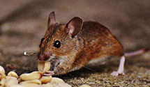 24 Hour & Emergency Exterminators in Whitneyville, PA